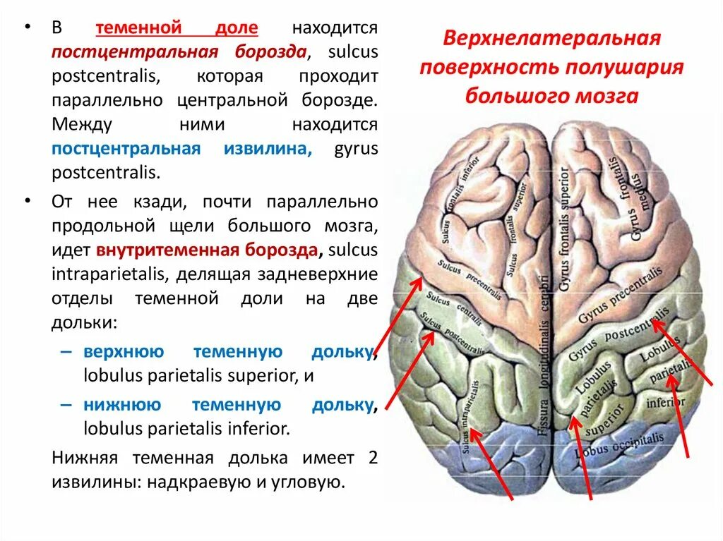 Функции лобной доли головного. Строение полушарий головного мозга доли борозды извилины. Строение больших полушарий доли борозды извилины. Анатомия коры головного мозга доли борозды извилины. Угловая извилина левой теменной доли..