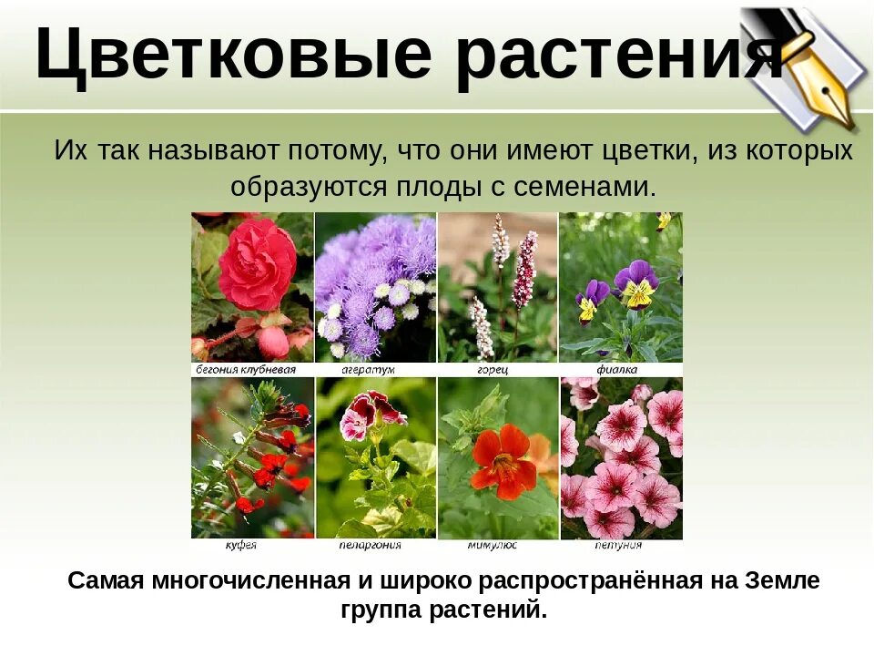 Цветковые растения включают два класса. Группа растений цветковые. Виды цветков у растений. Группа растений цветковые растения. Виды цветковых растений.