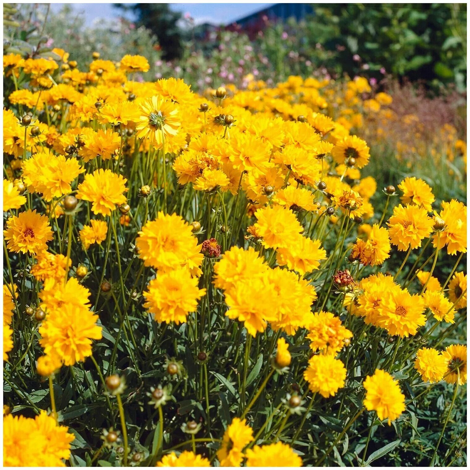 кореопсис махровый. кореопсис махровый эрли санрайз. кореопсис крупноцветковый "эрли санрайз". кореопсис махровый эрли санрайз. кореопсис эрли санрайз.