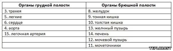 Название полостей человека. Таблица органы брюшной и грудной полости. Грудные и брюшные органы. Органы грудной полости и органы брюшной. Органы брюшной и грудной полости человека таблица.