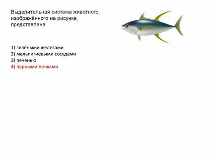 Выделительная система животных презентация