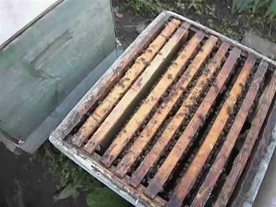 Когда подставлять вощину пчелам