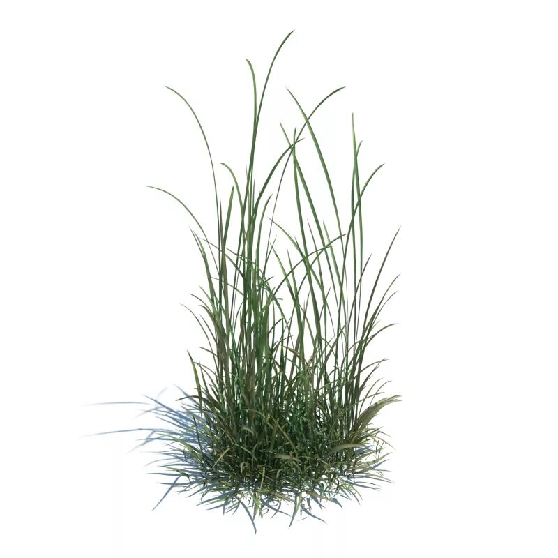 Трава 3д модель. Модель травы. Grass 3d max. 3d podium grass. Трава 3д модель.