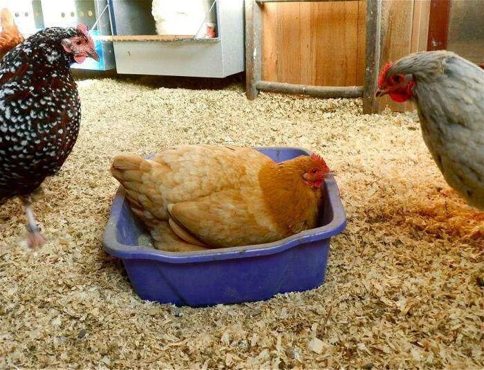 Chicken dust