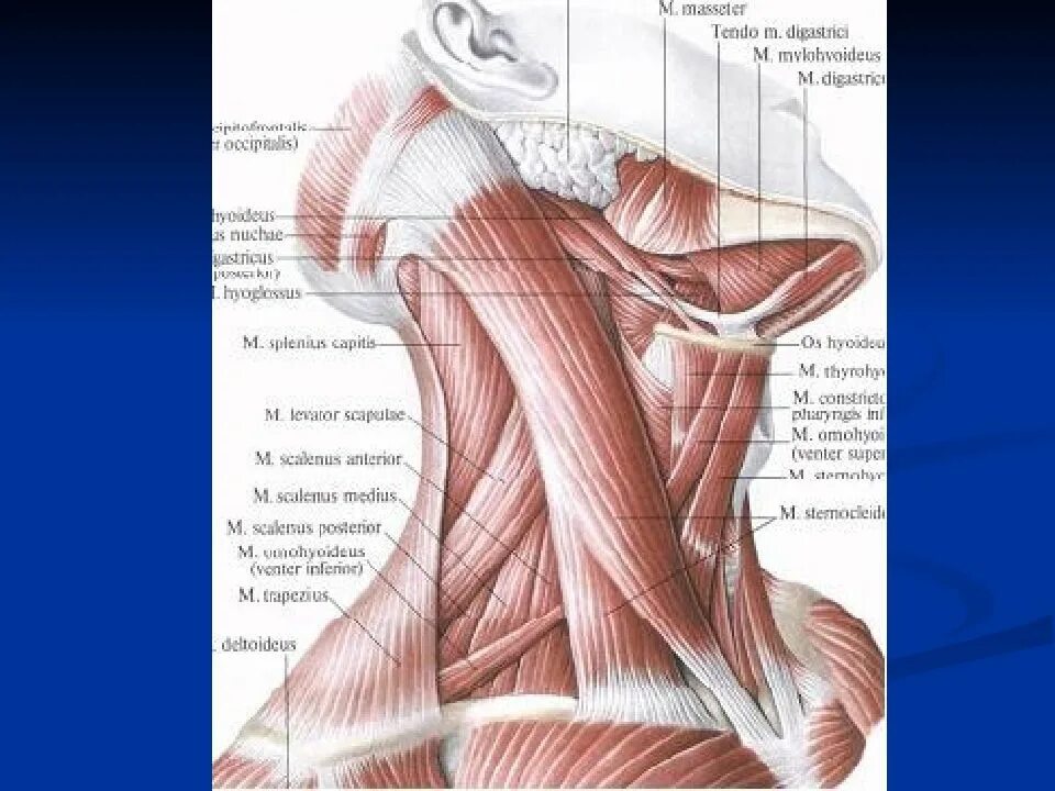 Анатомия шеи. Топографическая анатомия шеи мышцы шеи. Мышцы и фасции головы и шеи анатомия. Мышцы фасции и топография шеи. Топография мышц шеи анатомия.