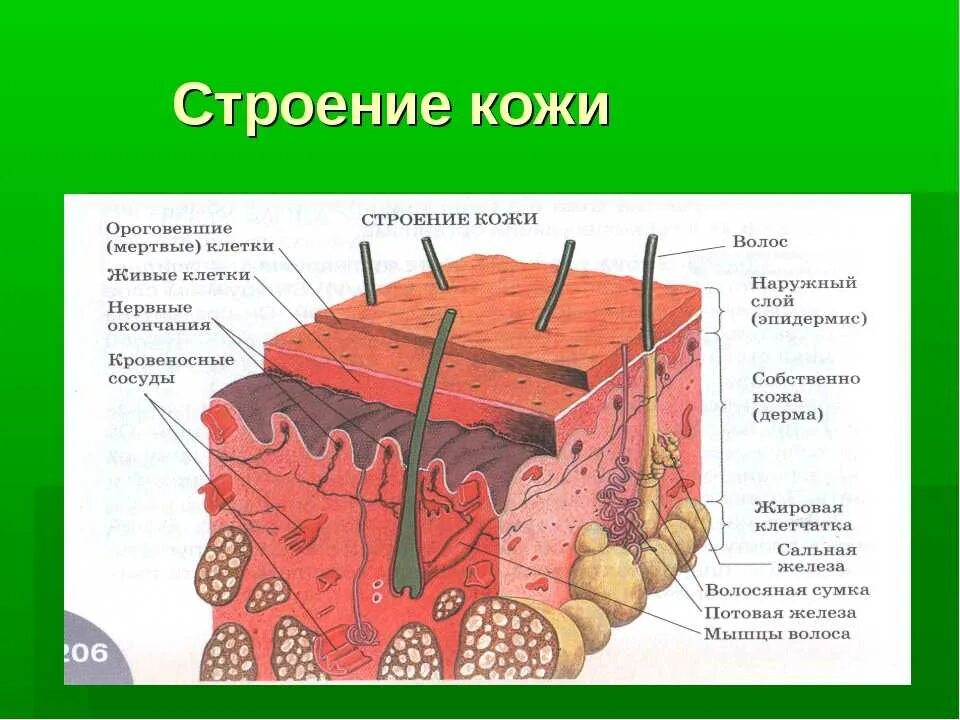 Какие функции имеет кожа. Структура клеток кожи человека. Строение кожи учебник 8 класс биология. Эпидерма дерма. Строение кожи биология 8.
