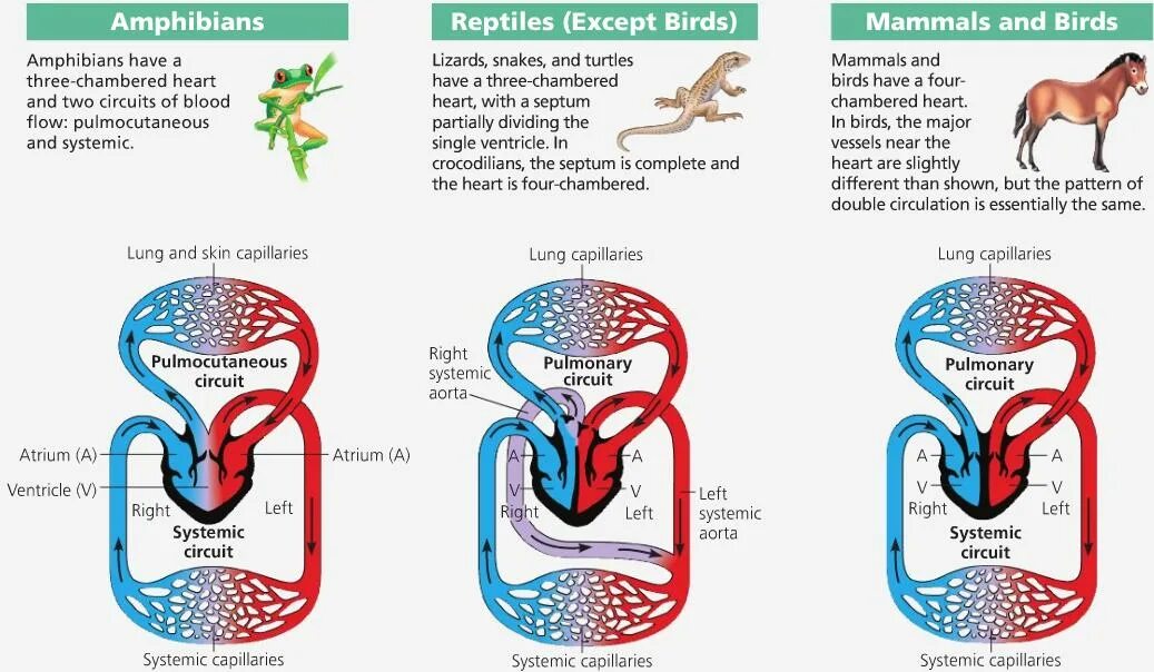 Кровеносная система крокодила схема. Сердце крокодила схема. Система кровообращения рептилий. Строение кровеносной системы крокодила. Сердце у крокодила состоит