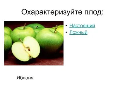 Плод яблоко какое семейство