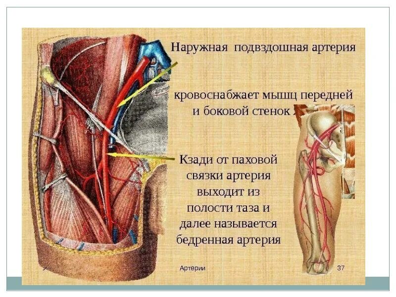 Наружная подвздошная артерия и Вена. Подвздошные артерии и вены. Подвздошная артерия анатомия. Поверхностная бедренная артерия анатомия.