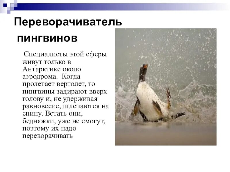Переворачивать пингвинов работа. Переворачиватель пингвинов профессия. поднимальщик пингвинов профессия. редкие профессии переворачиватель пингвинов. доклад о профессии переворачиватель пингвинов.