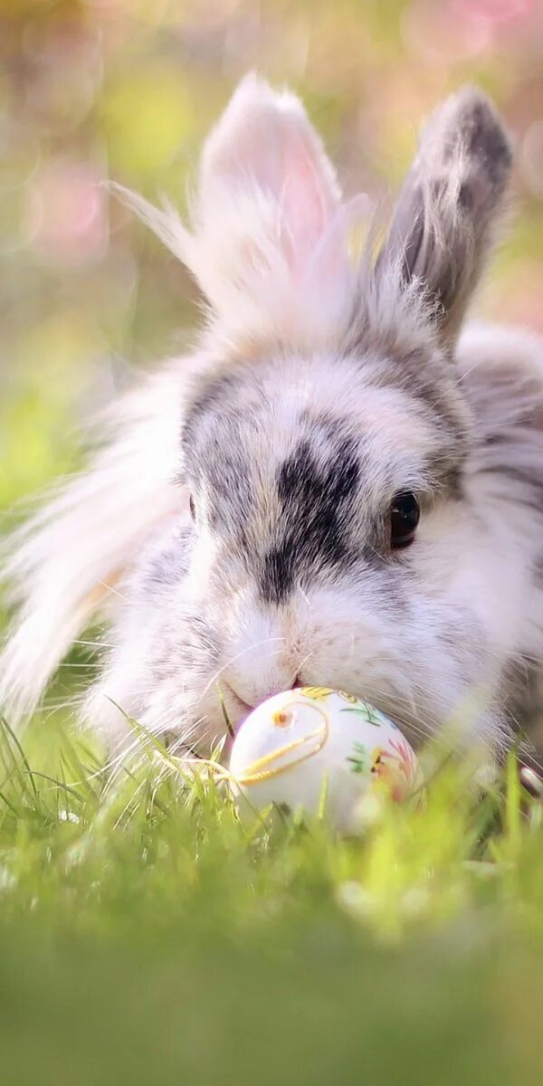 Зайки открыть. Пасхальный кролик. Зайчик. Кролик с яйцами на Пасху. Белый кролик.