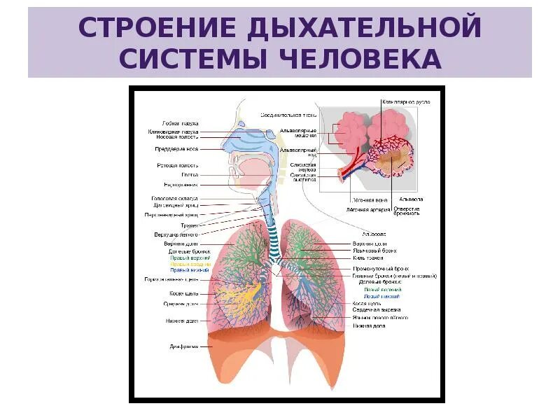 Роль дыхательной системы 3 класс. Отделы дыхательной системы схема. Строение и функции отделов дыхательной системы. Работа дыхательной системы схема. «Органы дыхательной системы» органы строение функции.