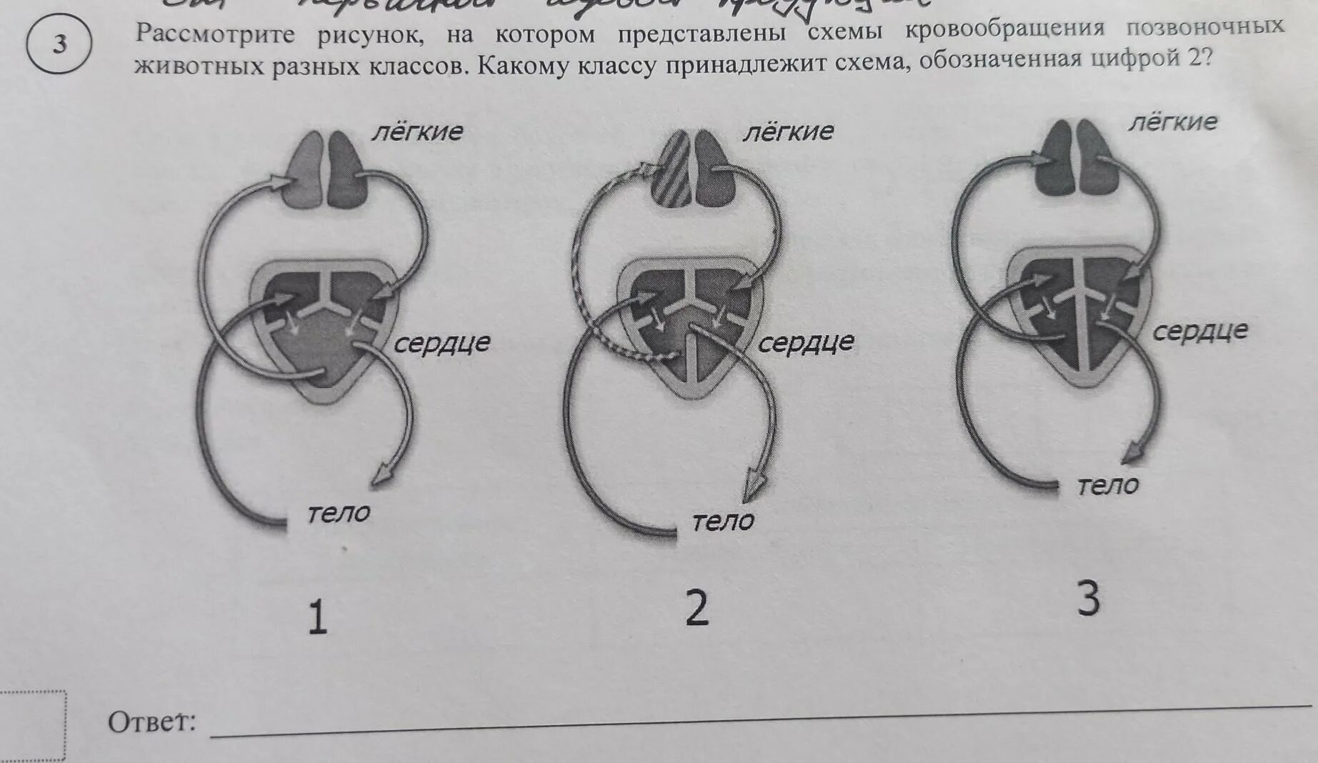 Презентация кровообращение у позвоночных животных 8 класс. Схема кровообращения животных разных классов. сердце позвоночных животных. сердца позвоночных схема. сердце у разных классов позвоночных животных.