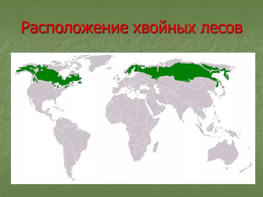 На каких материках расположена тайга. Карта распространения хвойных лесов. Хвойные леса на карте. Зона хвойных лесов на карте. Тайга на карте.