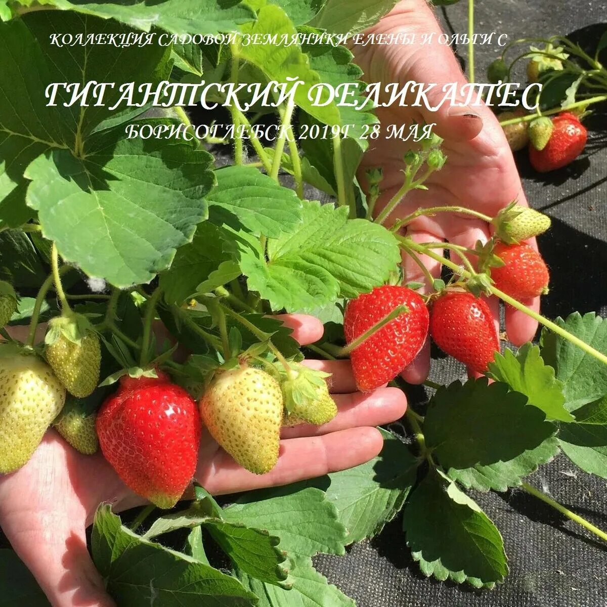 Клубника сорт московский деликатес. Клубника сорта гигантский деликатес. Саженцы клубники гигант. Земляника гигантский деликатес. Клубника гигантелла ремонтантная.