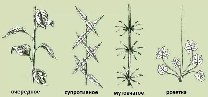 Листья по два в узле
