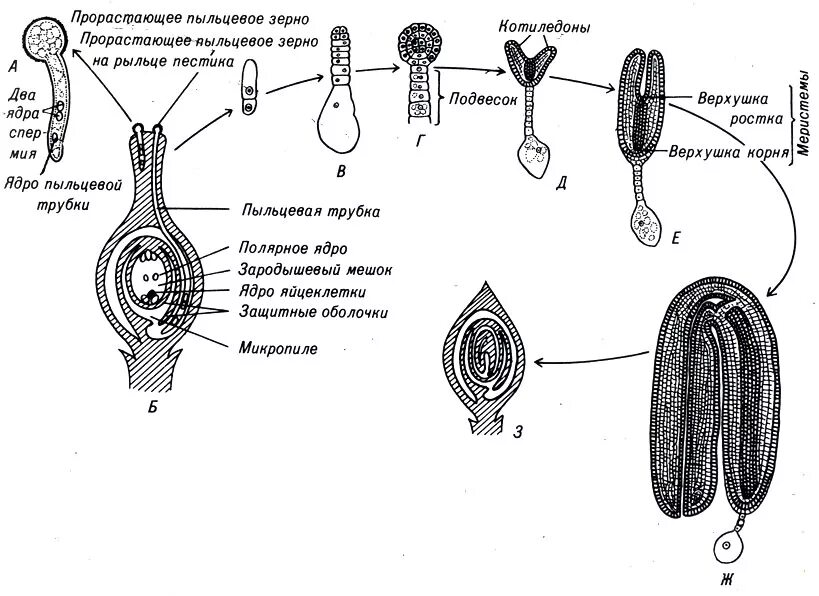 Схема строения пыльцевого зерна. Схема полового размножения цветковых растений. Пыльцевые зерна на рыльце пестика. Строение пыльцевого зерна сосны.