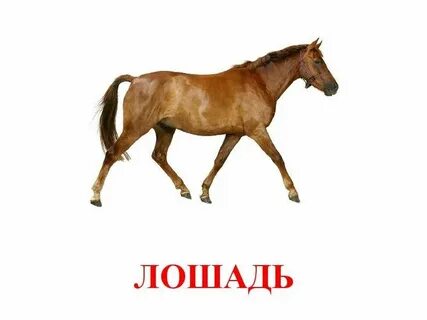 Кошка собака лошадь корова