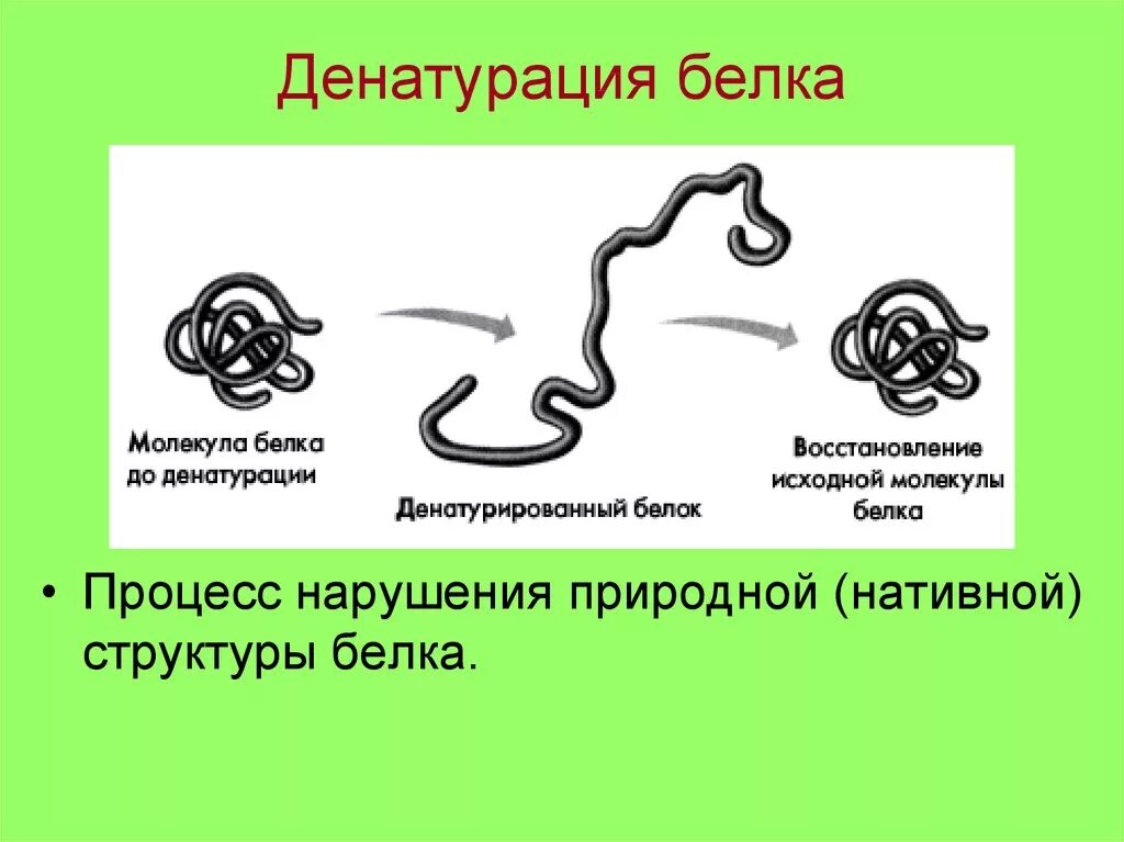 Процессы денатурации белков. Механизм денатурации белка. Механизм тепловой денатурации белков. Механизм денатурации белков схема. Процесс денатурации белков.