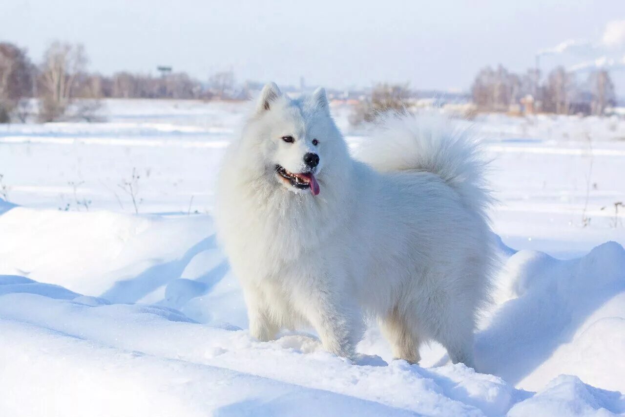 Крупный белый ездовой шпиц