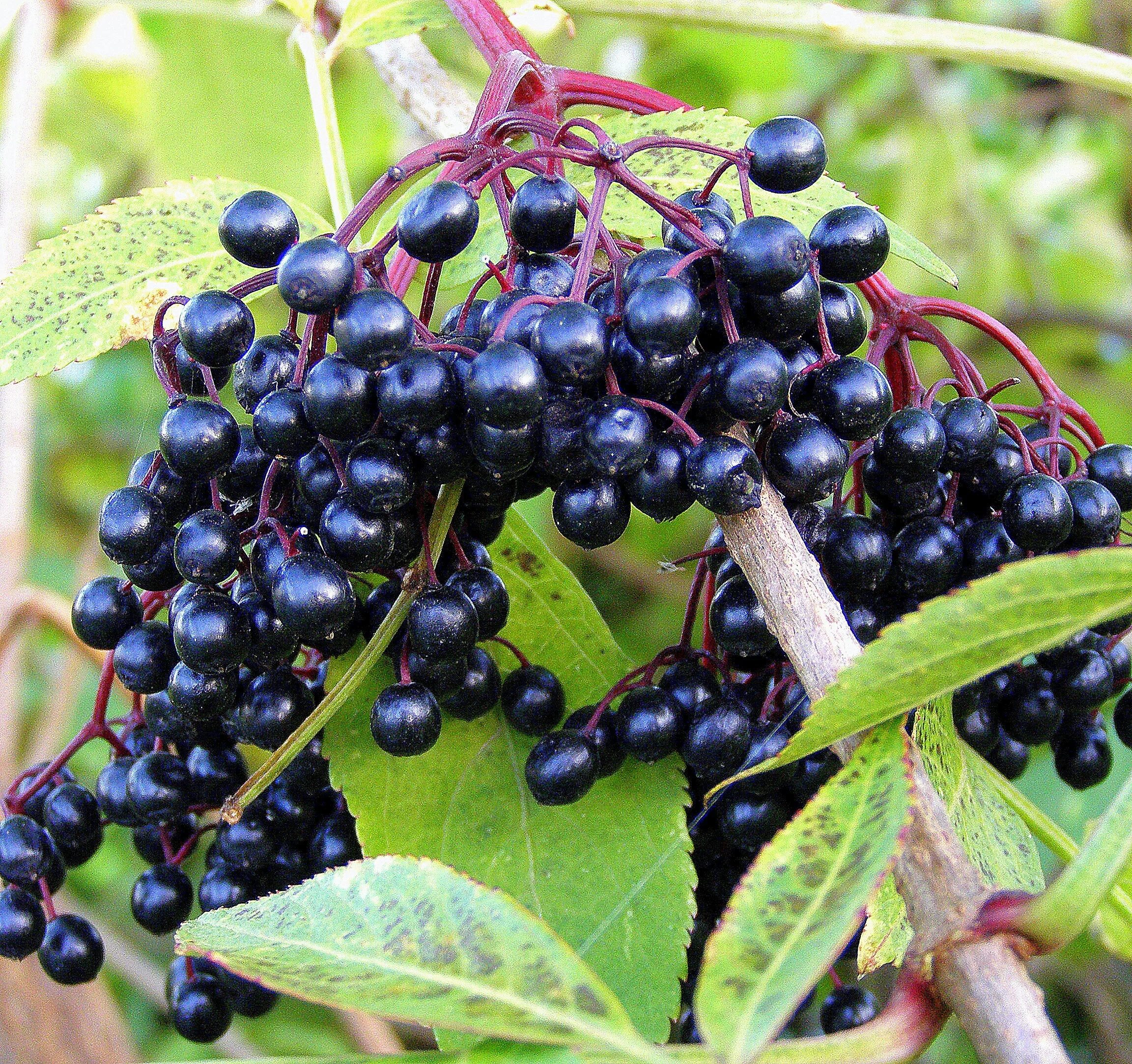 Черные ягоды картинки. Черноплодка арония. Черные ягоды картинки. Крушовица ягода темная. Черные ягоды картинки.