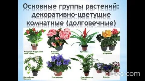 Названия цветов с картинками комнатных цветущие