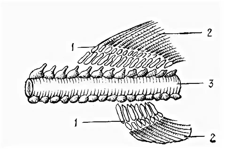 Рыба хвостовой отдел позвоночника. Осетровые строение скелета. Строение позвоночника у осетровых. Скелет осетровых рыб. Скелет осетровых рыб хрящевой позвонки.