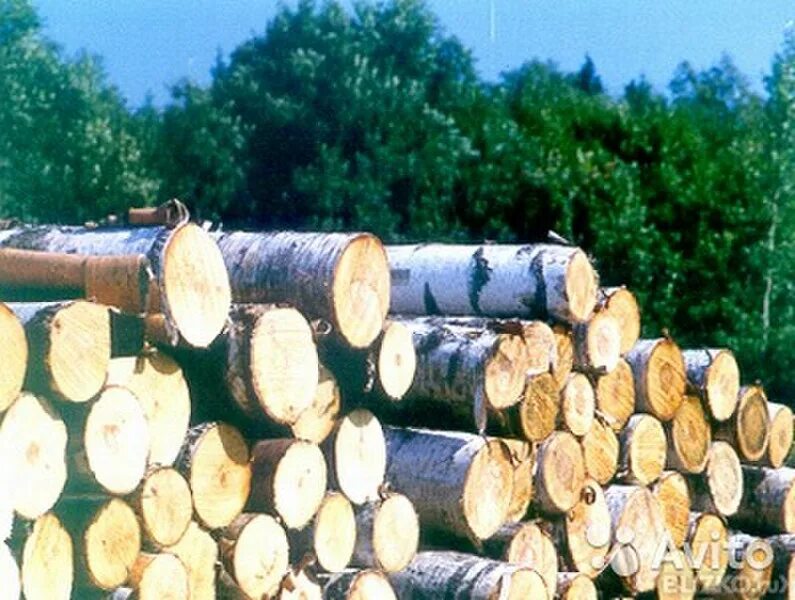 Фанкряж березовый. Березовый фанерный кряж 1 и 2 сорт. фанерный кряж березовый. береза кругляк. дрова кругляк береза.