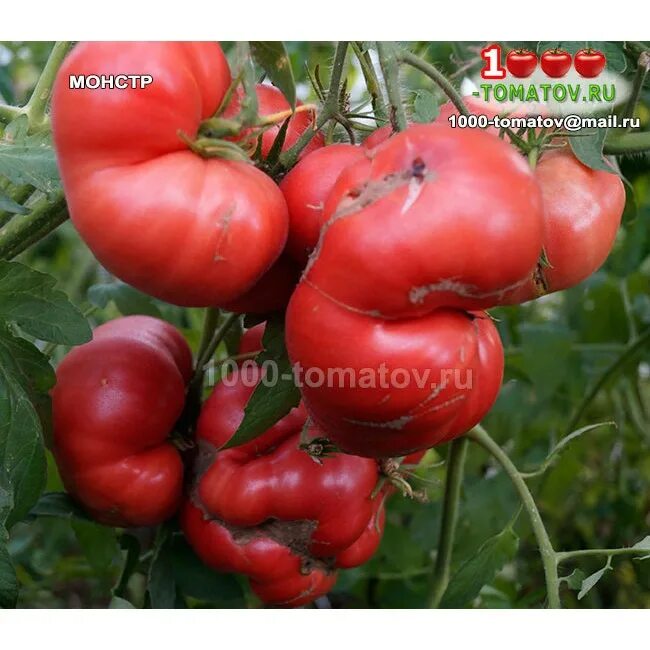 томаты монстр отзывы. томат монстр уникум. томаты монстр отзывы. помидоры сорт растут розой. томат гигантский монстр.