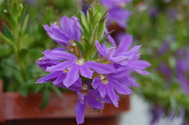 Сцевола индиго тач. Сцевола Scaevola Pink. Сцевола Blue Wind. Сцевола Blue Touch. Цветок сцевола купить