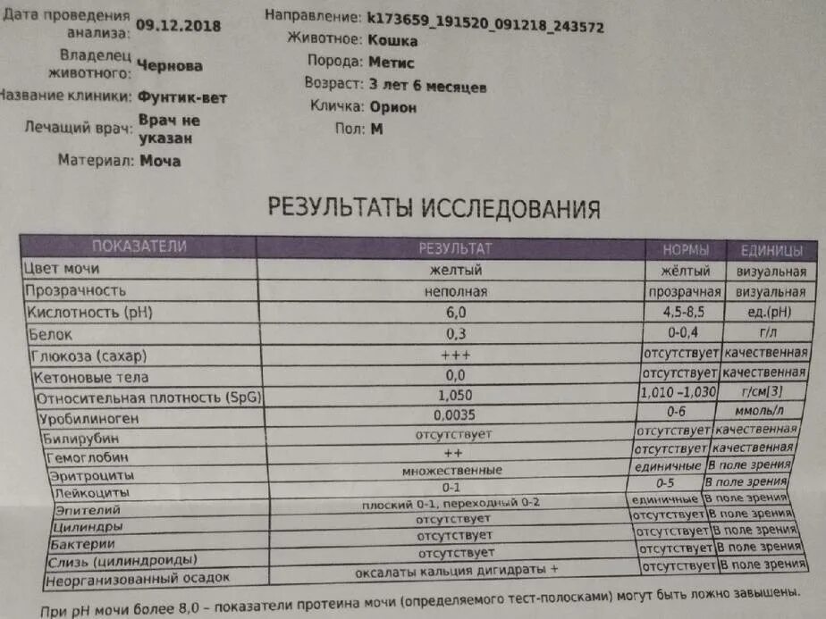 Какую мочу сдавать при цистите