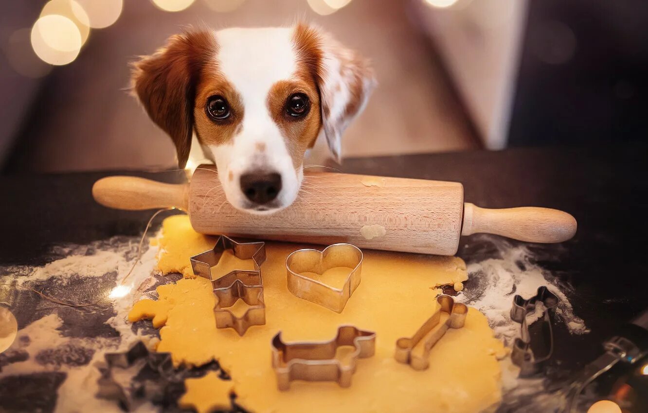 Международный день собачьего печенья. Международный день собачьего печенья. Печенье для собак в виде косточки. День собачьего печенья. Самые лучшие вкусняшки для собак.