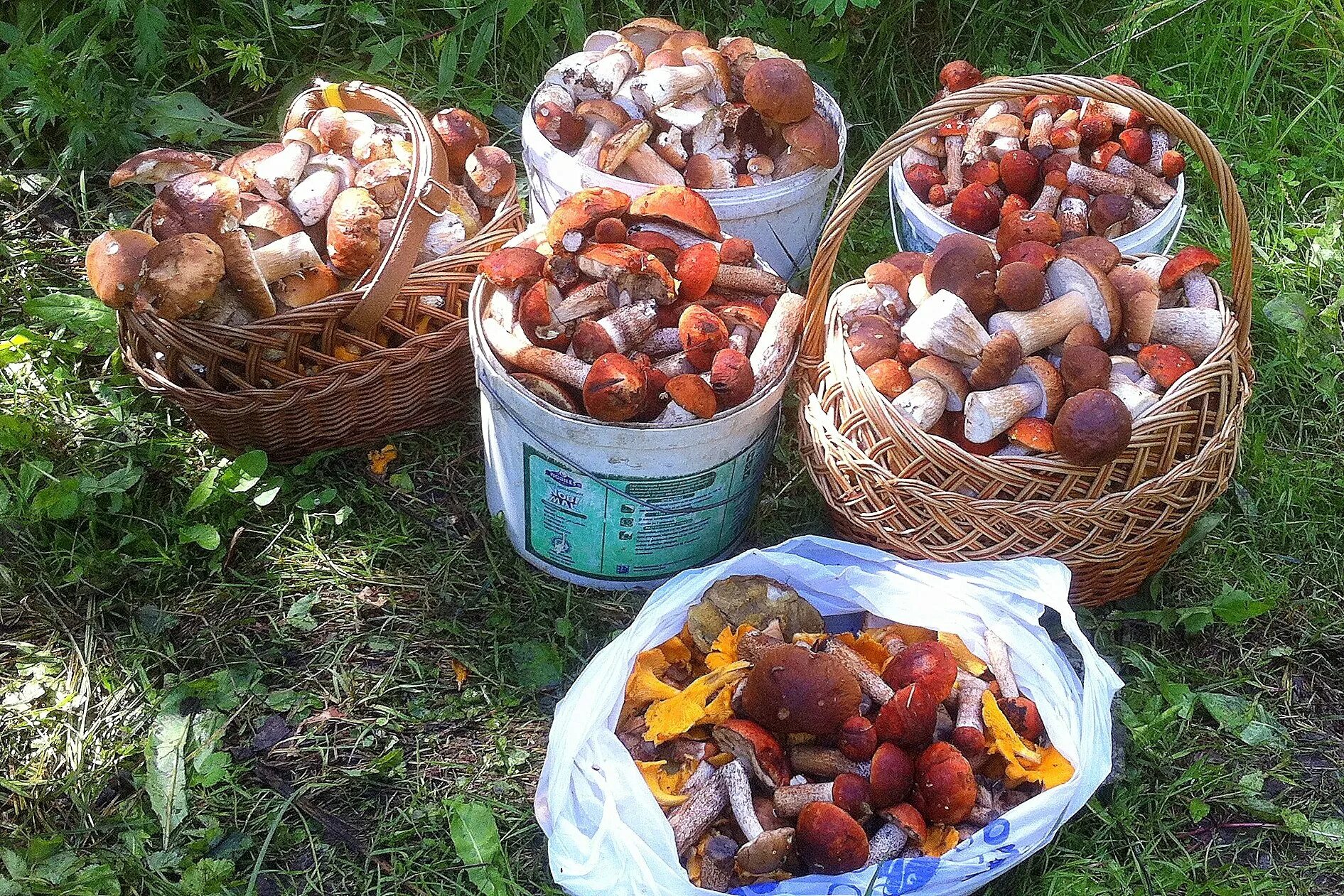 Грибы и ягоды. Сбор грибов. Собирательство грибов. Сбор грибов в лесу.
