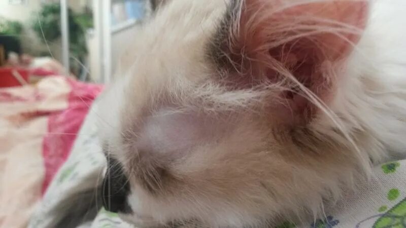 У котенка короткая шерсть
