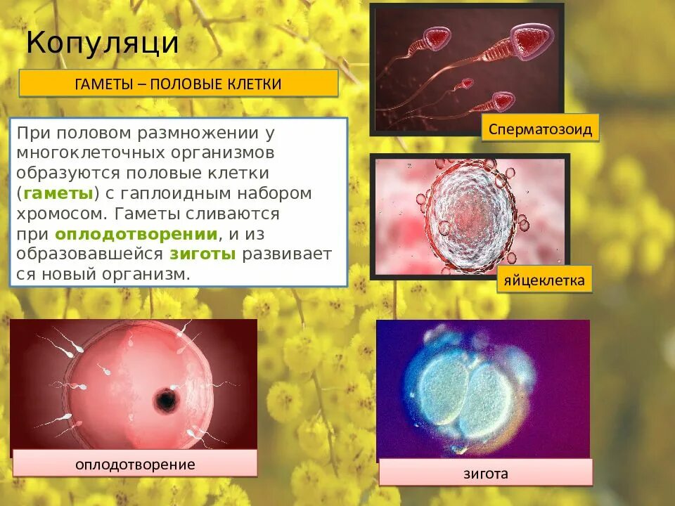 Какие гаметы образуют. Половые клетки. гаметы. мужские и женские гаметы. половые клетки многоклеточных.