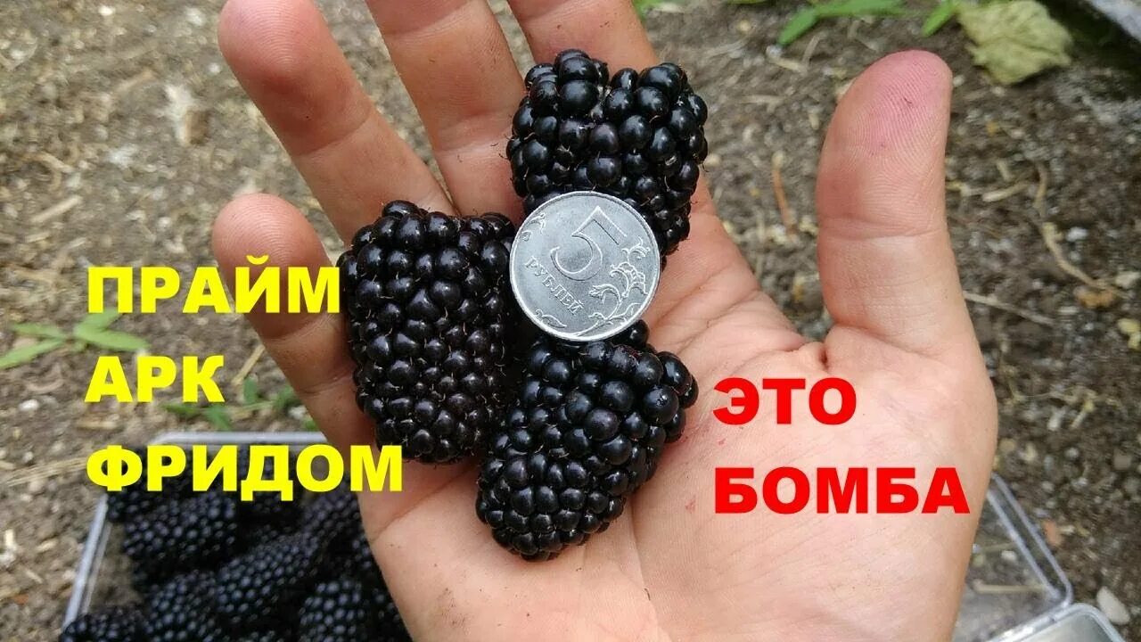 Ежевика Прайм Арк Фридом, ОКС, 10-20см - купить с доставкой по выгодным ценам в 