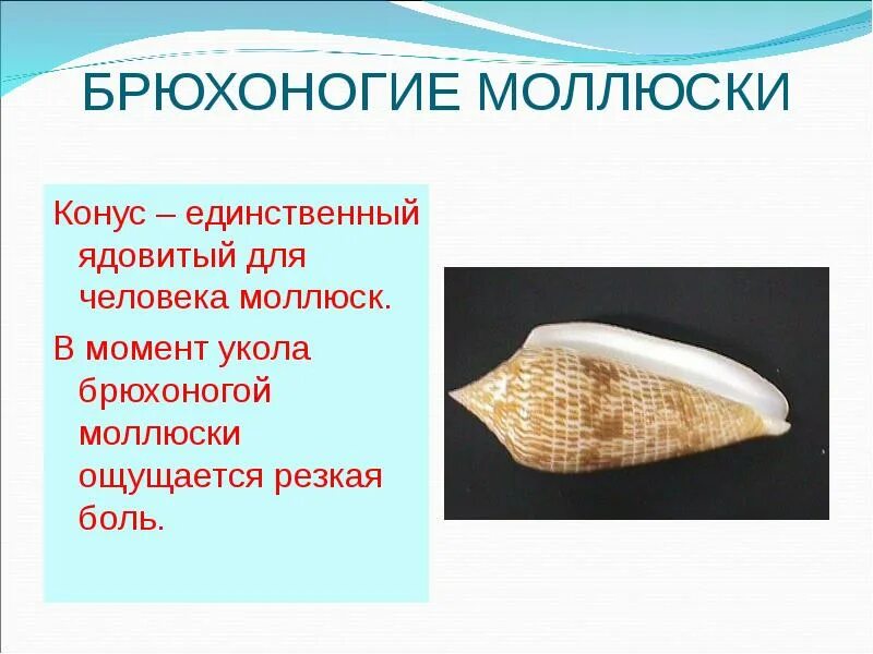 Класс брюхоногие значение. Брюхоногий моллюск конус. брюхоногие моллюски и человек. ядовитые брюхоногие моллюски. опасный моллюск конус.