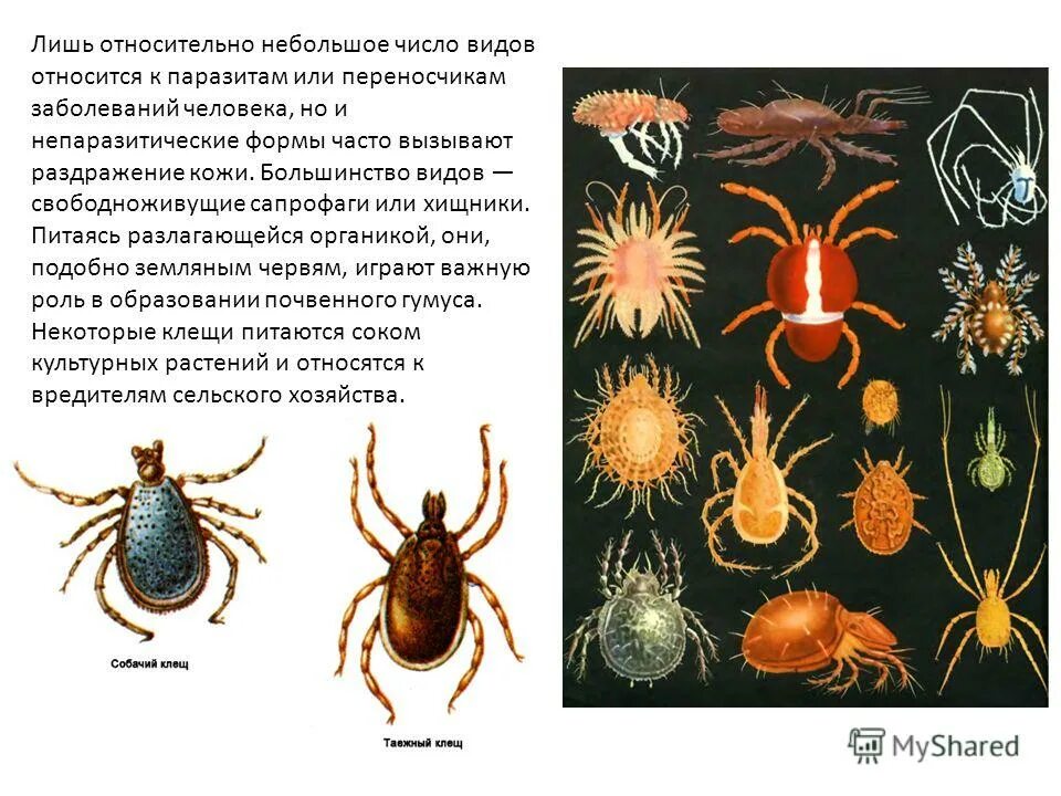 Клещ приспособление к среде обитания. Семейство иксодовые клещи (ixodidae). Клещей относят к классу. Отряд клещи представители. Класс паукообразные клещи.