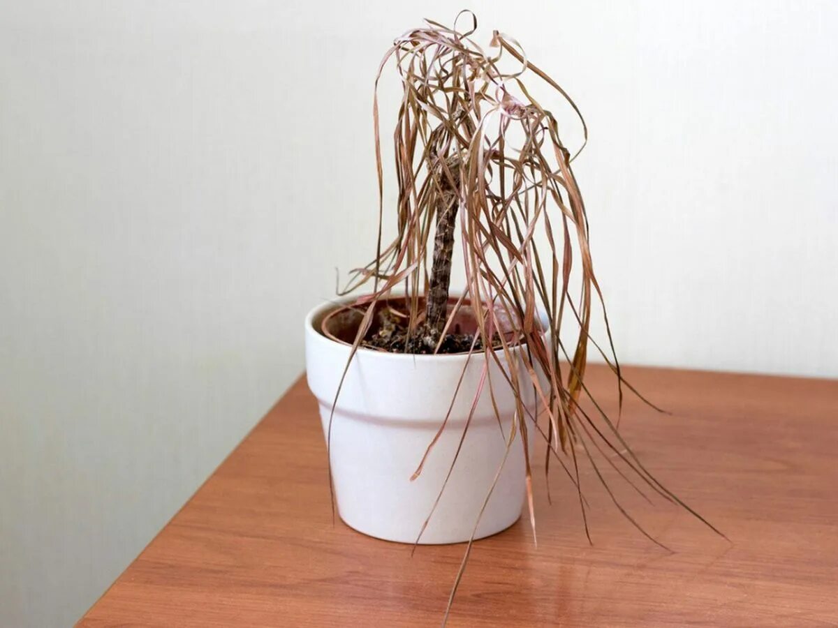 Plants die if. Увядший цветок в горшке рисунок. Сухое домашнее растение. Увядший цветок в горшке. Цветы увядают гиф.