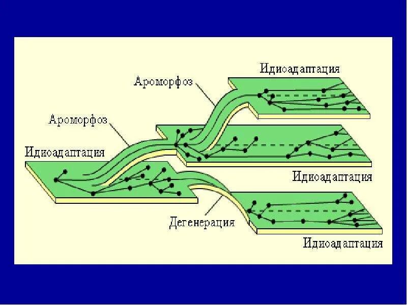 Примеры идиоадаптации и общей дегенерации. Эволюция ароморфоз идиоадаптация общая дегенерация. Ароморфоз идиоадаптация общая дегенерация рисунок. Ароморфоз идиоадаптация дегенерация. Направления эволюции схема.