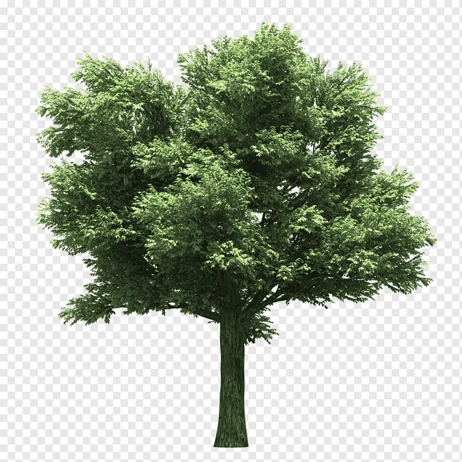 Tree translate