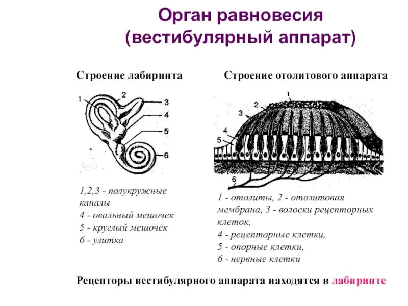 Структуры вестибулярного аппарата. Вестибулярный аппарат отолитовый аппарат. Рецепторы вестибулярного аппарата схема. Строение строение вестибулярного аппарата. Строение внутреннего уха отолитовый аппарат.