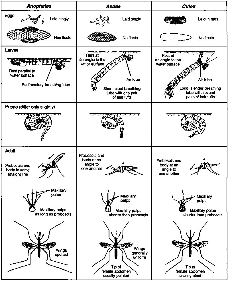 Малярийный комар тип развития. Комары anopheles culex aedes. комар кулекс таблица. отличие комаров рода anopheles. сравнительная характеристика комаров culex anopheles таблица.