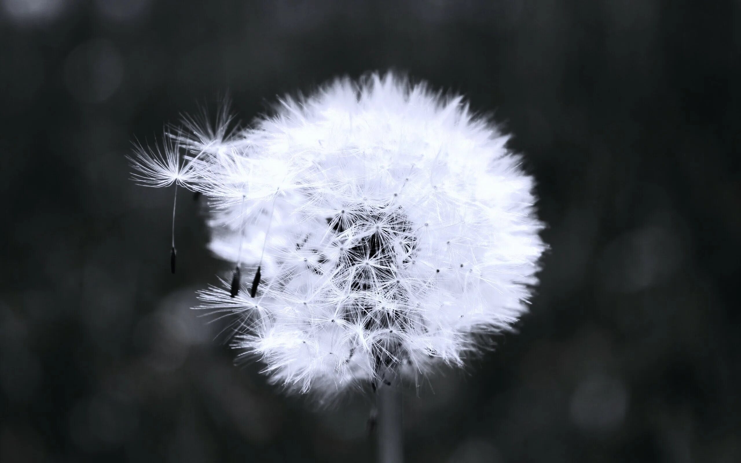 Одуванчик белый. Голубой одуванчик растение. Мокрый одуванчик. Одуванчик облетел. Одуванчик.