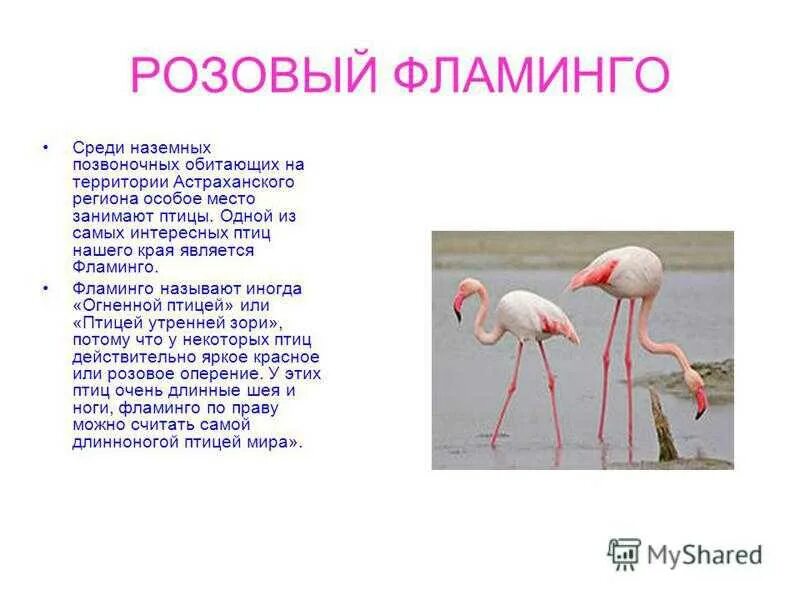 Песни розовый фламинго. Доклад про фламинго. животные красной книги фламинго. розовый фламинго красная книга. доклад о птице фламинго.