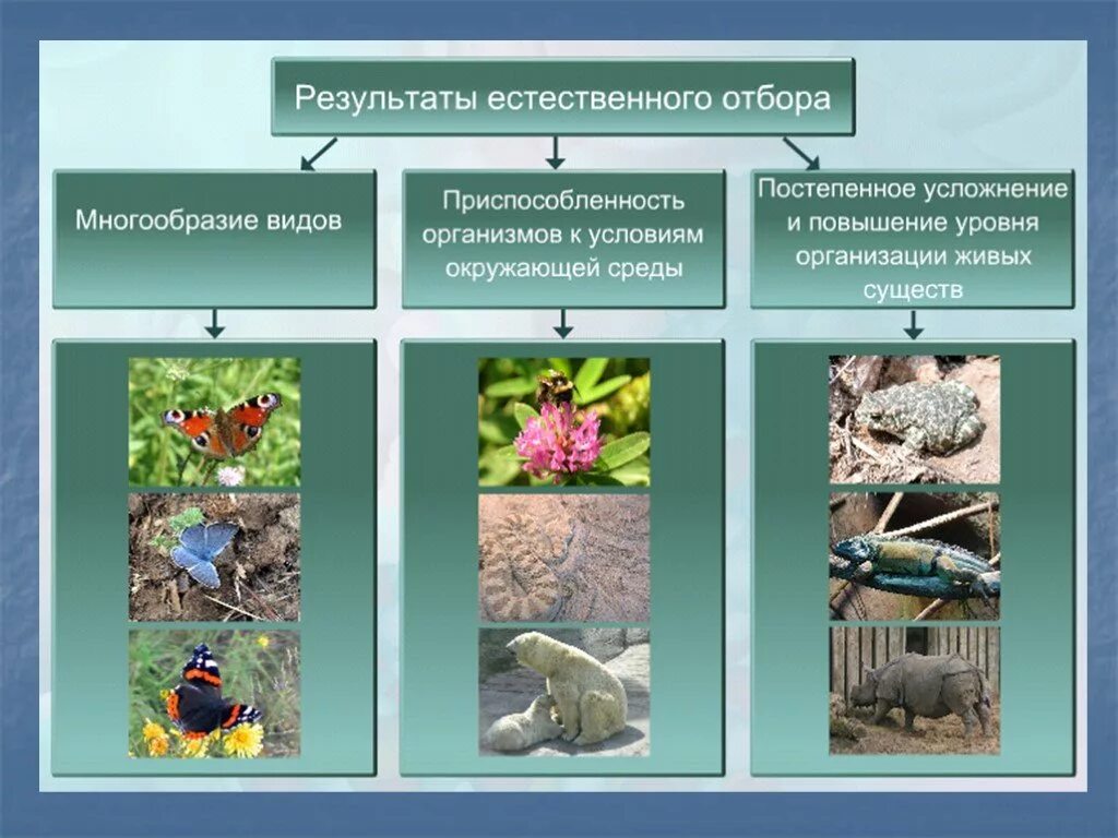 Виды отбора в природе