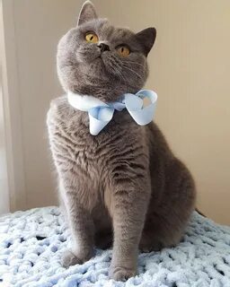 Специальные коты