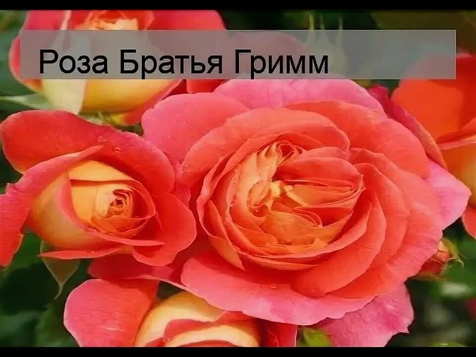 Розу брату слушать. Розы топалович каталог 2023. Loqiemean маска. Локимин обложка. Питомник топаловичей фото.