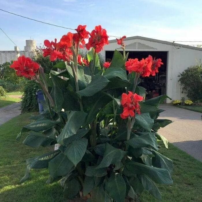 Canna x generalis - Canna PlantMaster