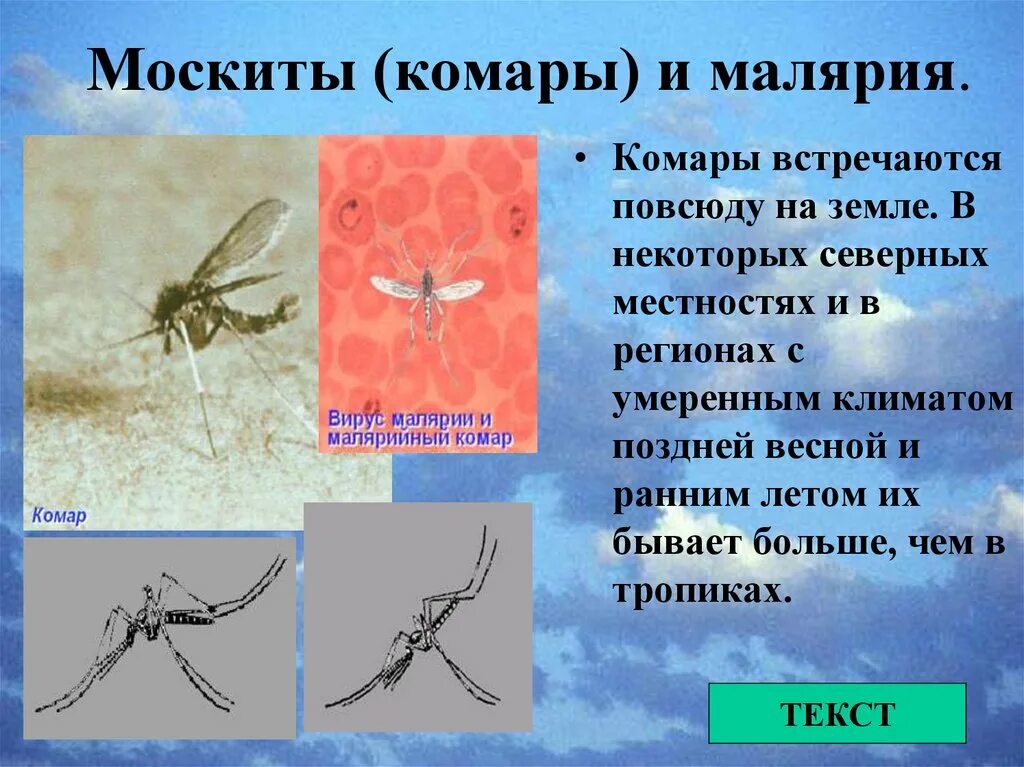 Малярийный комар отличие. Малярийный комар. малярийные комары виды. малярия комар. москит и комар.